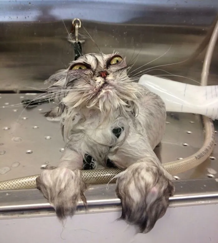 Cat Bath Returns