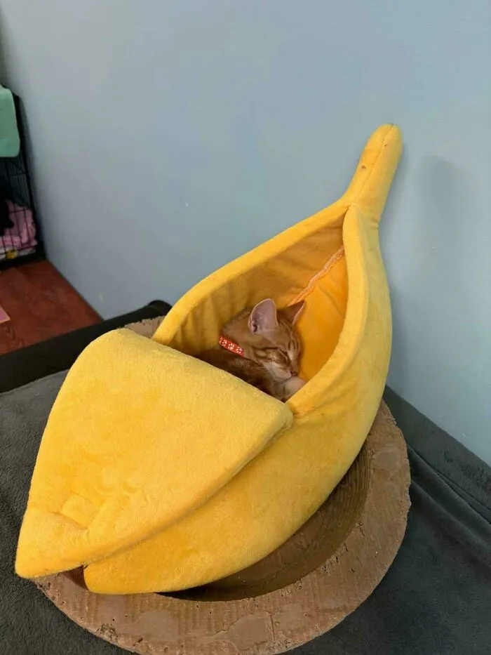The Banana At Our Cat Shelter