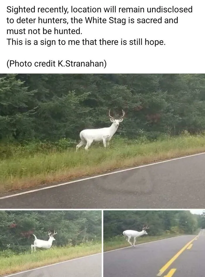 You Heard Em Boys, Shiny Hunting This Fine Specimen Is Forbidden