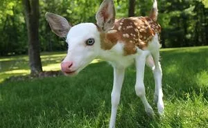 “The Government Forgot To Color This One”: 77 Stunning Color Mutations In Animals And Objects That Feel Unreal (New Pics)