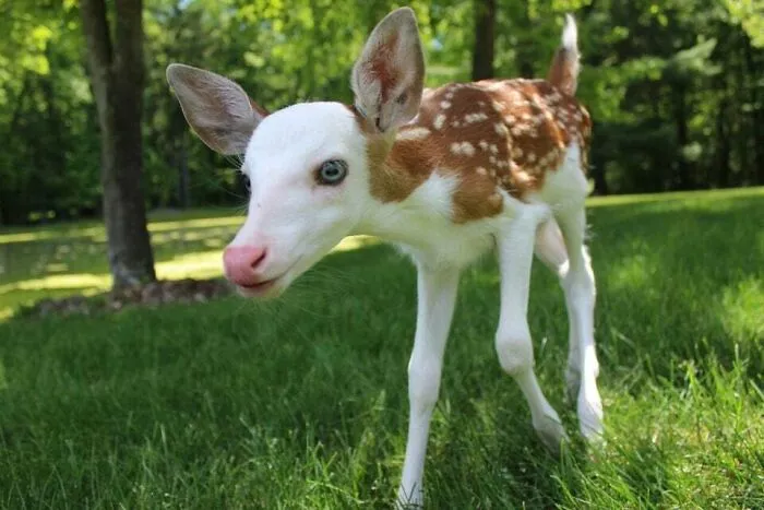 A Rare Piebald Leucistic White-Faced Fawn, Michigan