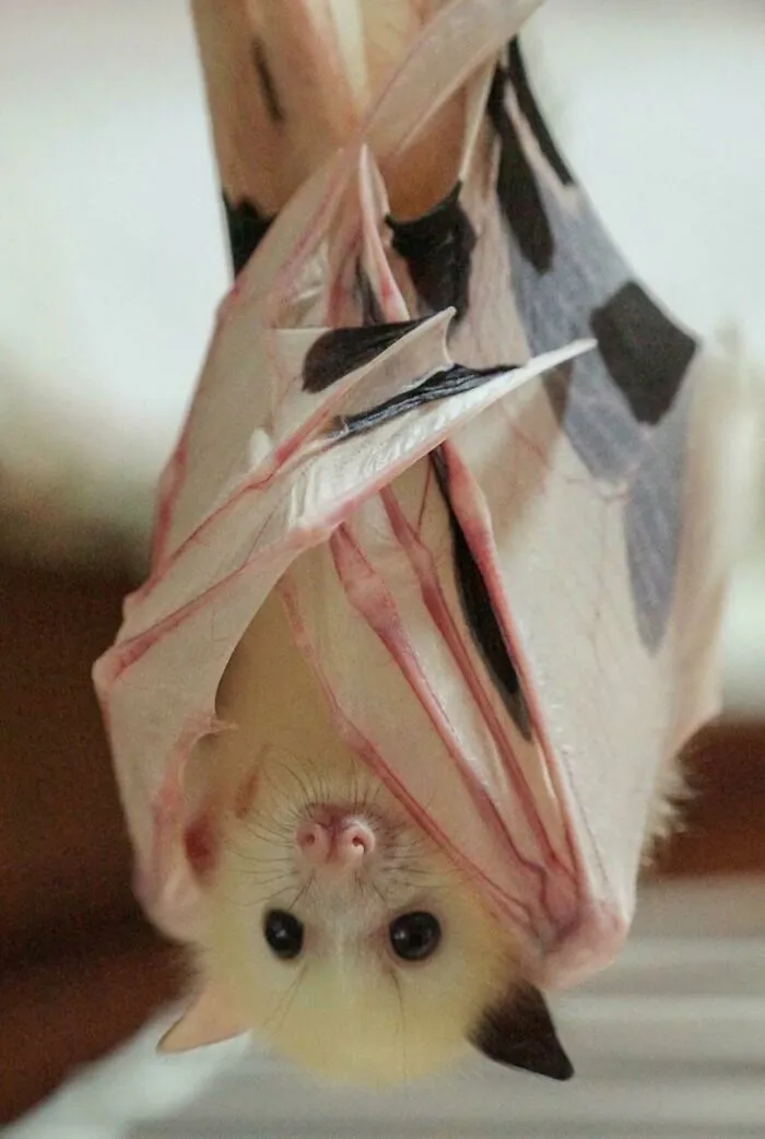 Piebald Grey-Headed Flying-Fox, Named Tal'ngai Dha'run, Which Means 'White Wing' In The Local Yugambeh Indigenous Dialect Of Australia