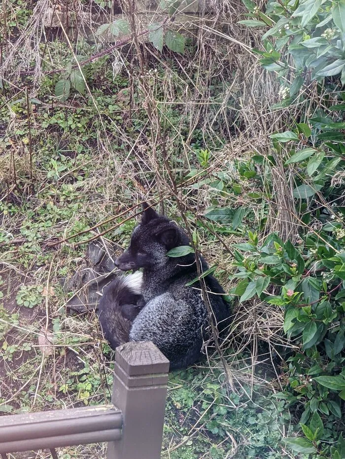 We Have An Extremely Rare Black Fox Relaxing In Our Garden. West Yorkshire, UK