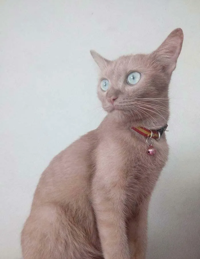 This Cat Has Very Rare Lilac Colouration
