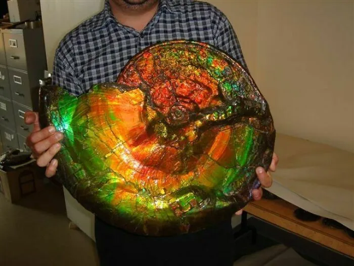 A Rare Opalized Ammonite Fossil