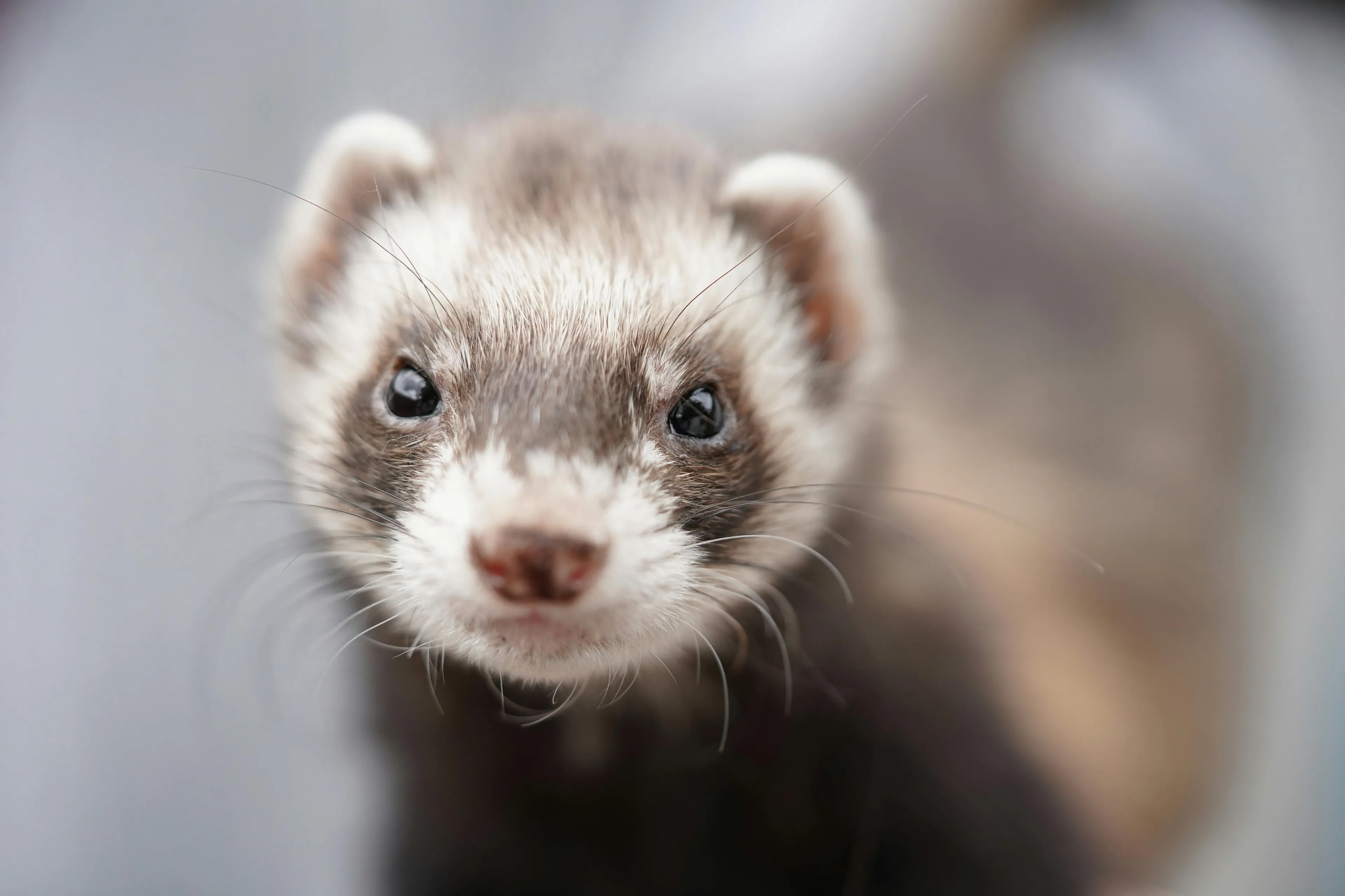 Close-up of a curious ferret with dark eyes and soft fur, showcasing a unique pet you vibe with.