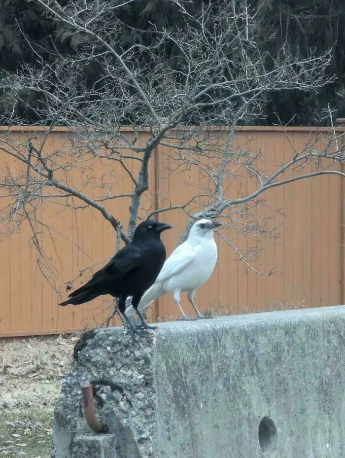 The Leucistic Crow That Lives In My Town