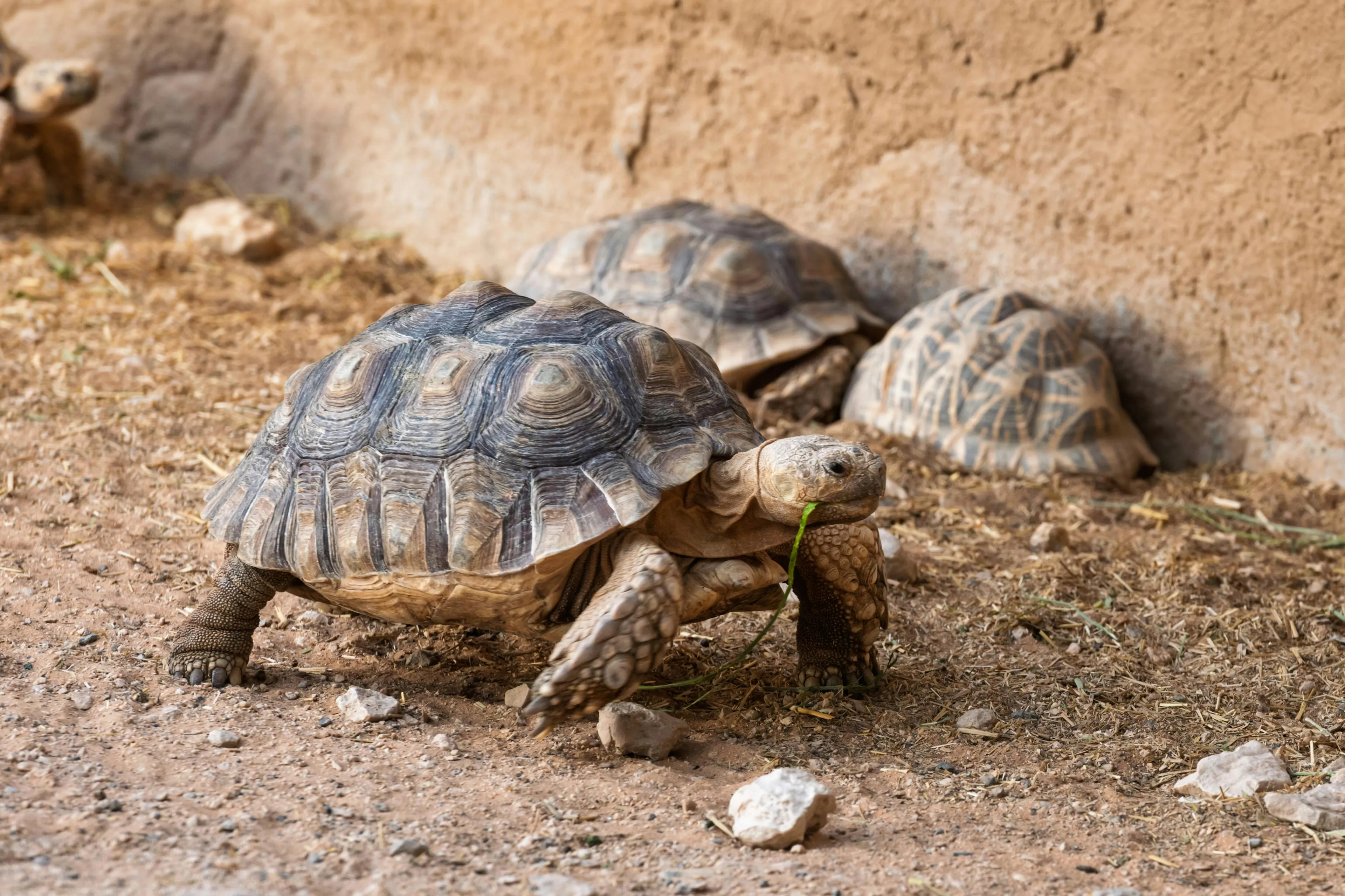 Tortoise walking on dry soil, eating grass, with two more tortoises resting near a textured earthen wall.