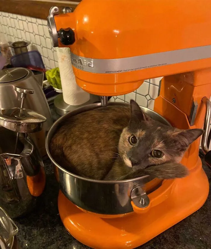 If I Fits I Sits
