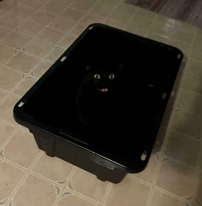 I Couldn’t Find Him Till He Yelled