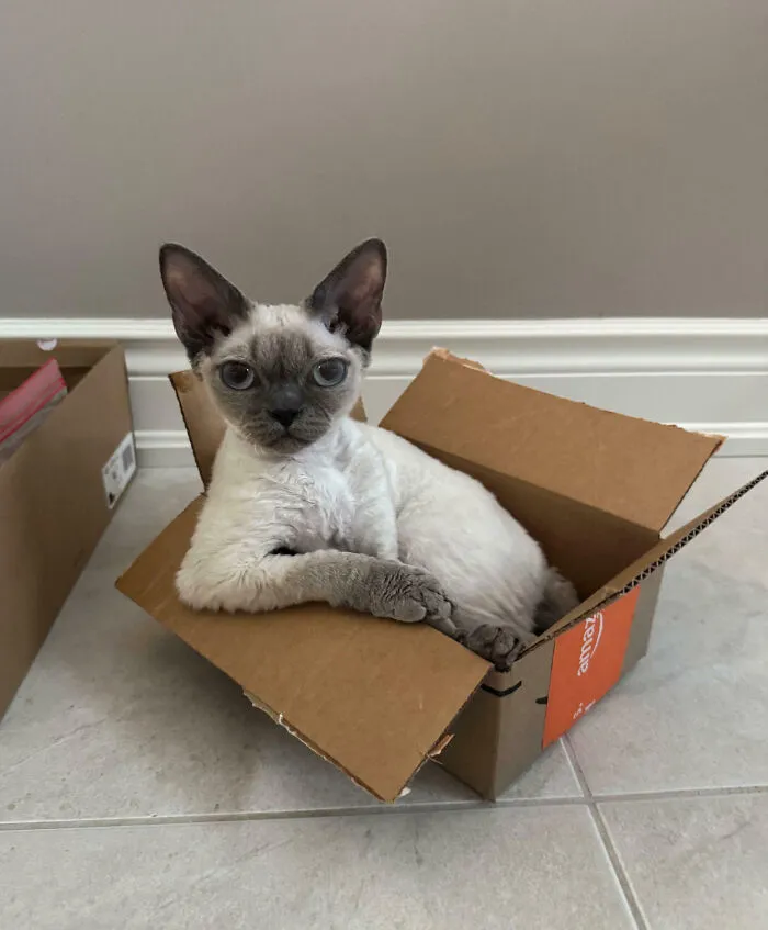 I Don't Always Lounge In This Box. But When I Don't, I'm Lounging In Another Box