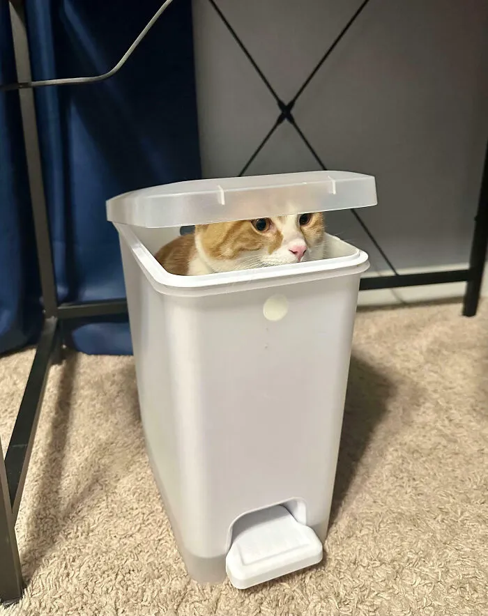 Taken About 3 Seconds After I Said, “That Cat Better Not Be In That Trash Can”