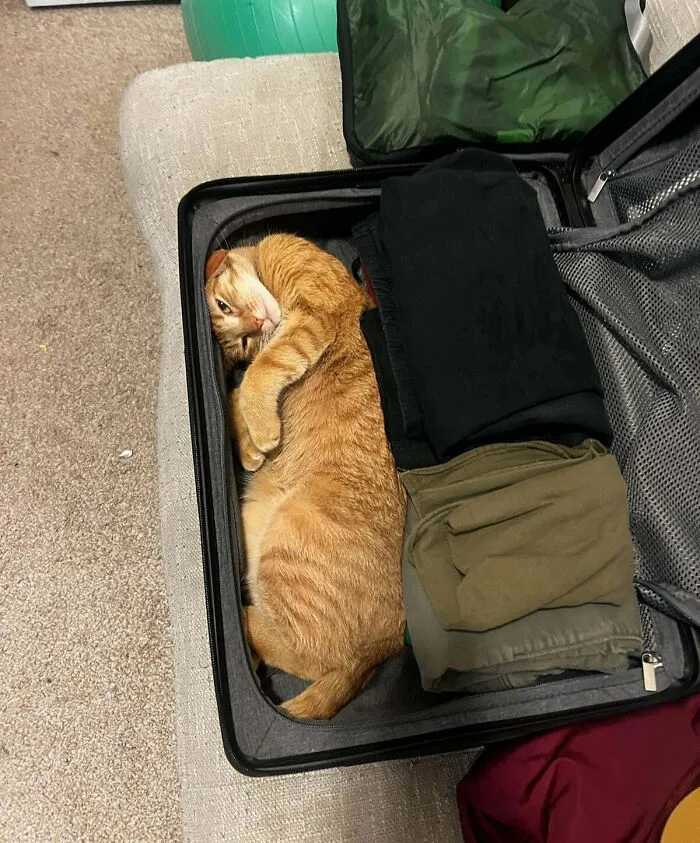 Am Carry-On