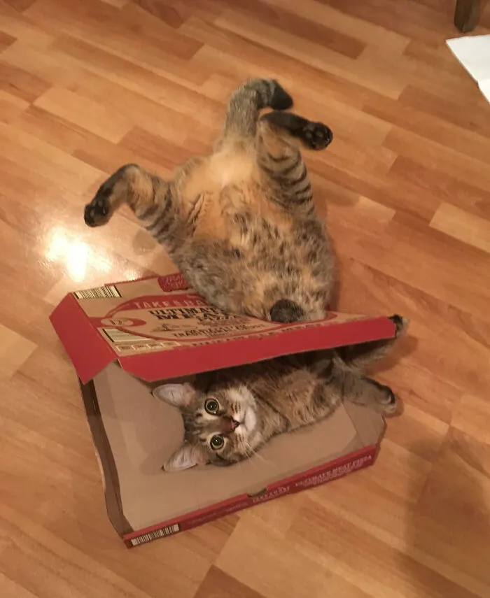 Not The Best Cat