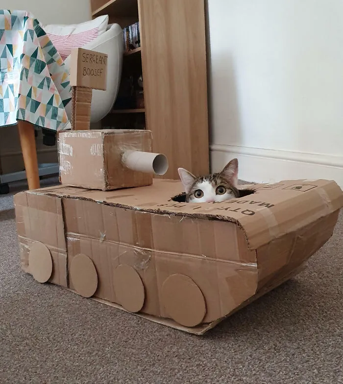 We Built Our Cat A Tank Out Of Leftover Cardboard