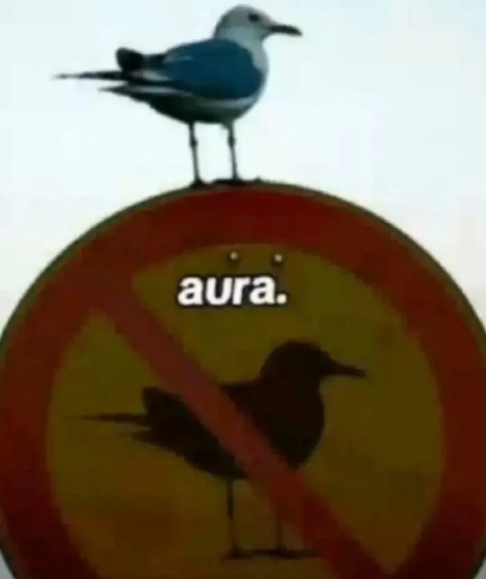 Esta gaviota tiene más aura que nadie
