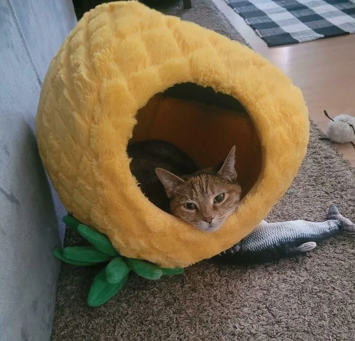 In Honor Of The Sun Setting On This Sub, Here's A Picture Of My Cat Using Her Pineapple House However She Pleases