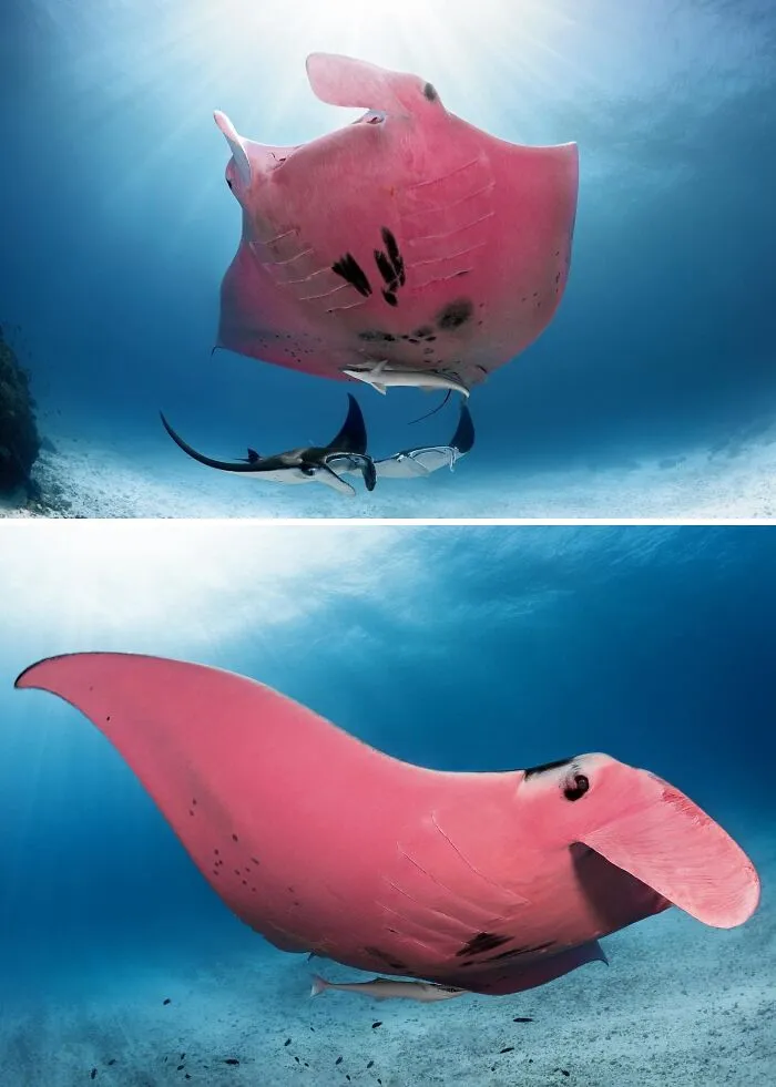 A Rare Pink Manta Ray