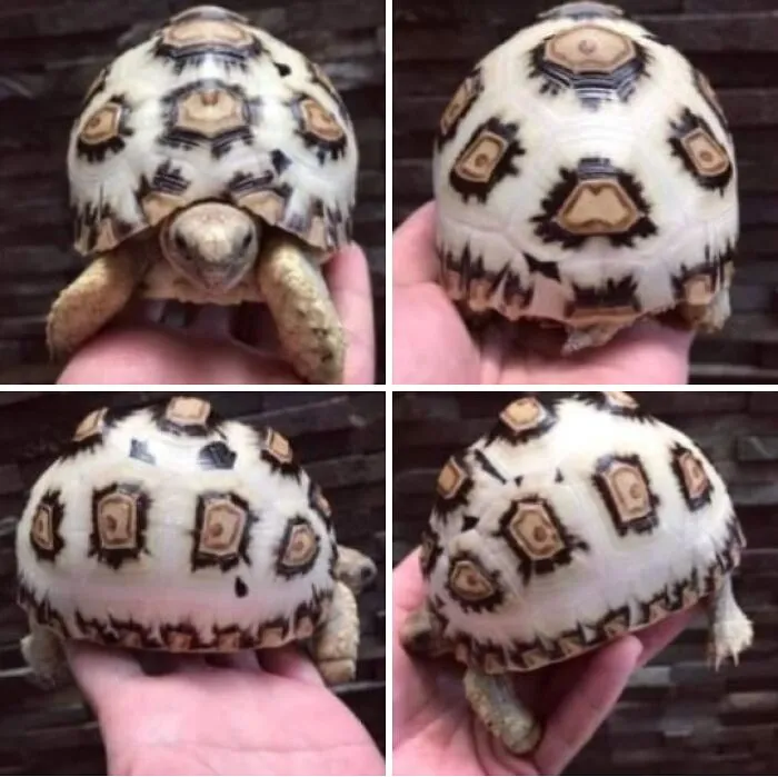 White Leopard Tortoise