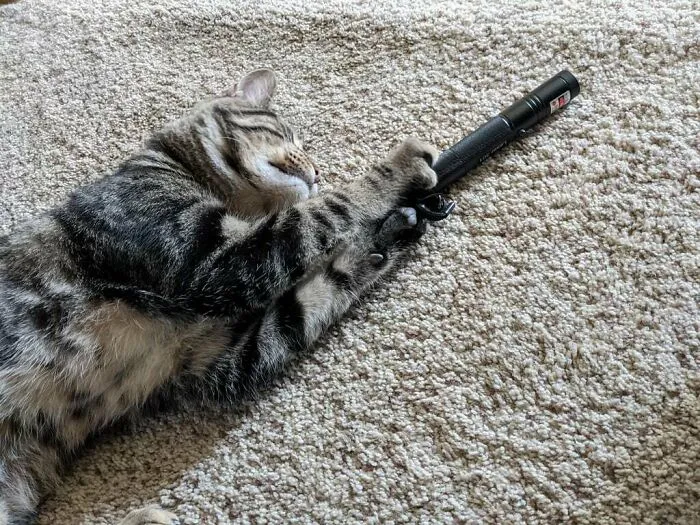 Tabby cat lying on carpet playfully clutching a black object, showcasing adorable animals being thieves in a playful moment.