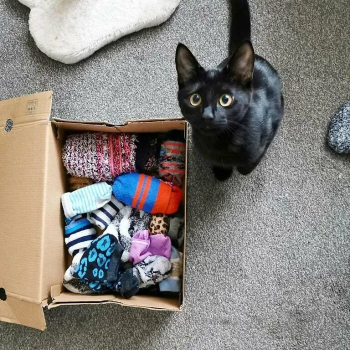 This Is Maze's Sock Box. She Steals Them From The Bedroom And Instantly Runs Downstairs To Put Them In The Box. She Really Loves Socks