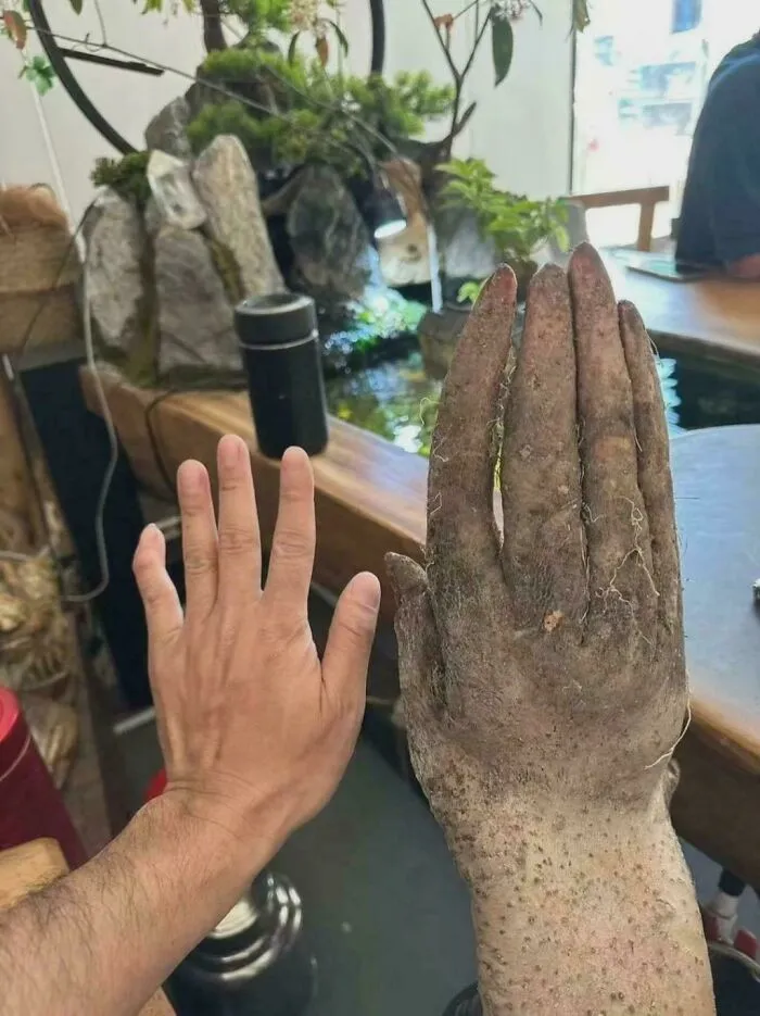 This Yam Shaped Like A Human Hand