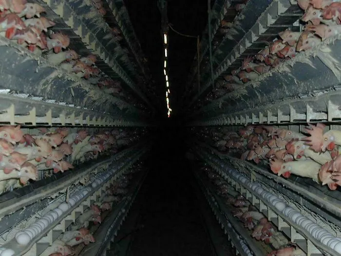A Factory Farm