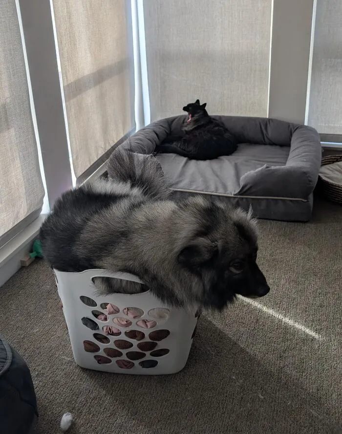 This Is What Happens When The Cat Steals My Dog's Bed
