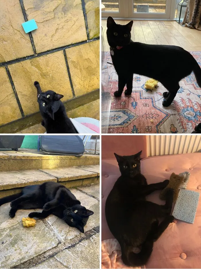 My Thief Cat Steals Sponges From Neighbors And Brings Them Home