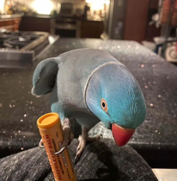 Blue parrot holding a small orange object in its claw, showcasing adorable animal behavior as playful thieves at home.
