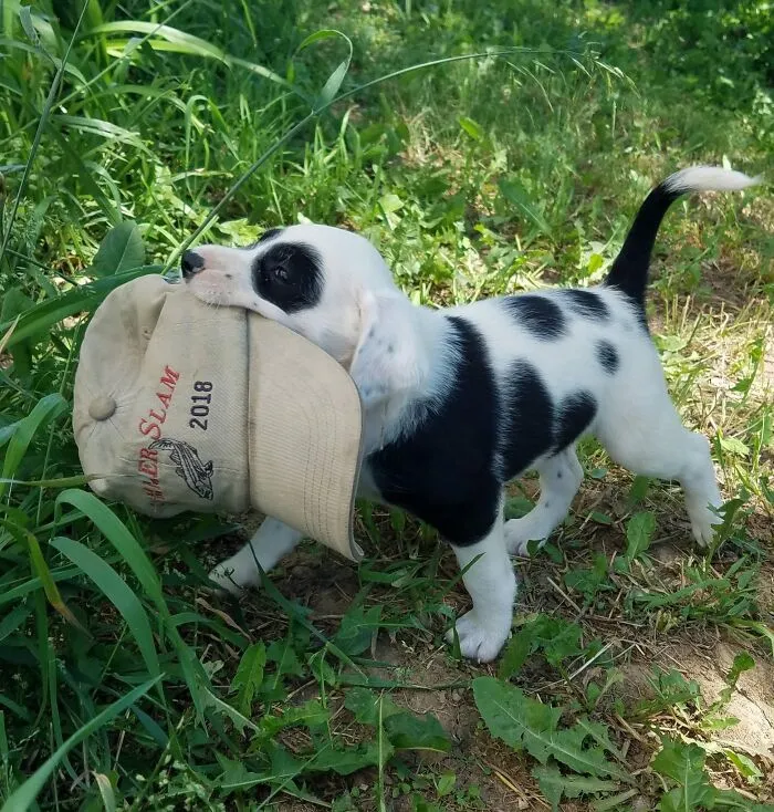 Bandit Stole My Heart Before She Stole My Hat
