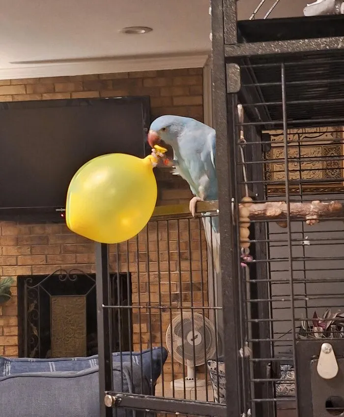 Blue parrot stealing a yellow balloon from its cage inside a cozy living room with brick walls.