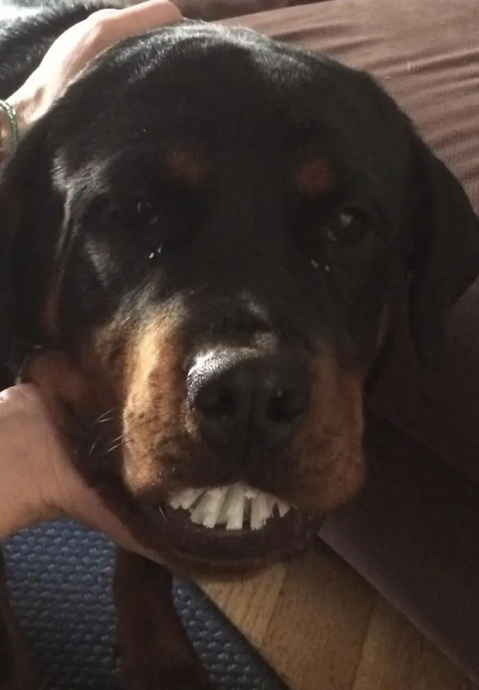 My Dog Stole The Head Of A Dish Brush