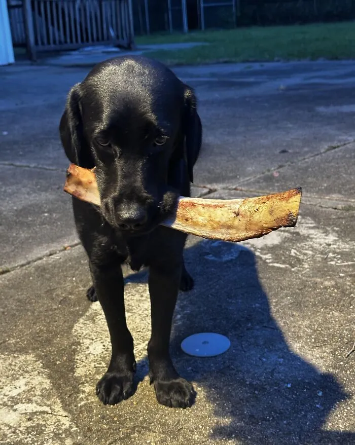 Black dog holding a large bone in its mouth outside on concrete, showing adorable animals being thieves in action.