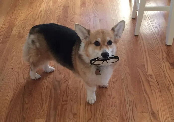Corgi dog standing on wooden floor holding stolen eyeglasses in mouth, showcasing adorable animals being thieves.