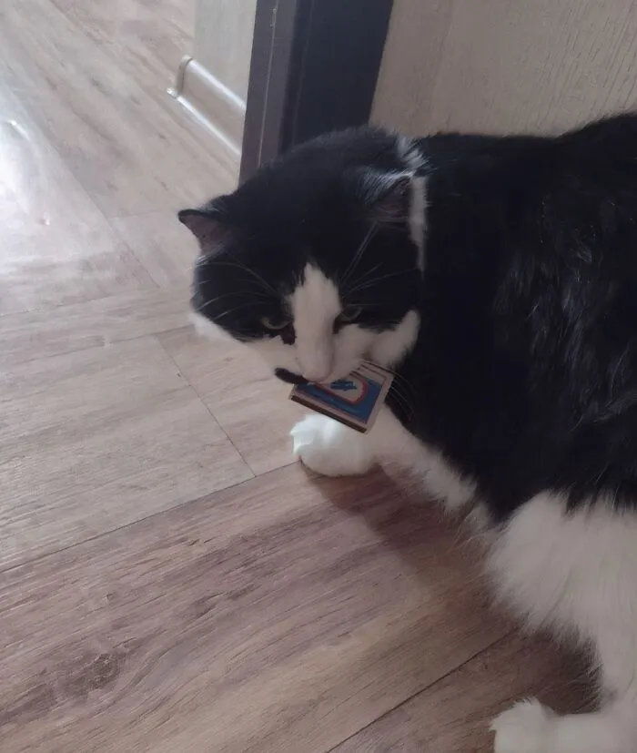 Black and white cat on wooden floor stealing a small rectangular object, showcasing adorable animals being thieves.