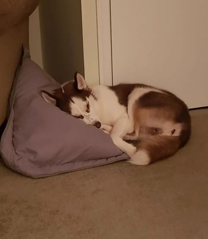 My Wife And I Were Up Late Talking The Other Night, So Our 8-Month-Old Husky Stole A Pillow And Put Herself To Sleep