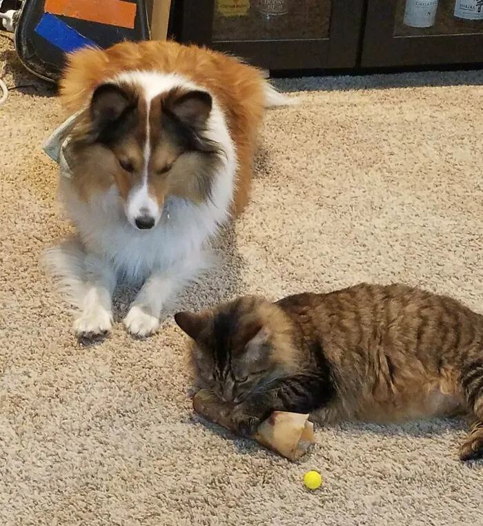 My Cat Stole My Dog's Bone But The Dog Is Too Nice To Take It Back So Instead He Is Just Watching And Whining