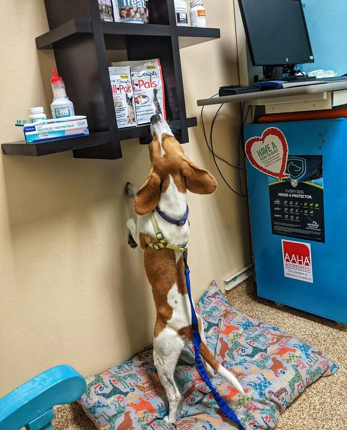 Small dog standing on hind legs reaching for treats on a shelf showing adorable animals being thieves behavior.