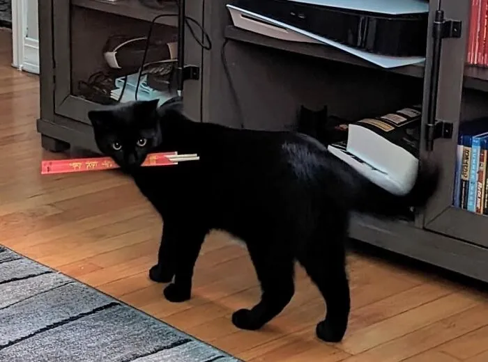 Chopstick Thief Caught In The Act