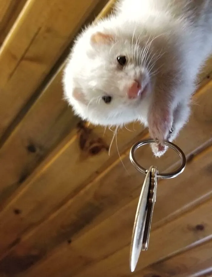 I Caught This Little Thief. She Likes How Shiny My Keys Are