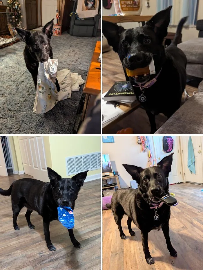 I Taught Her To Pick Things Up For Me, But Now She's A Thief Who Tries To Barter For Treats