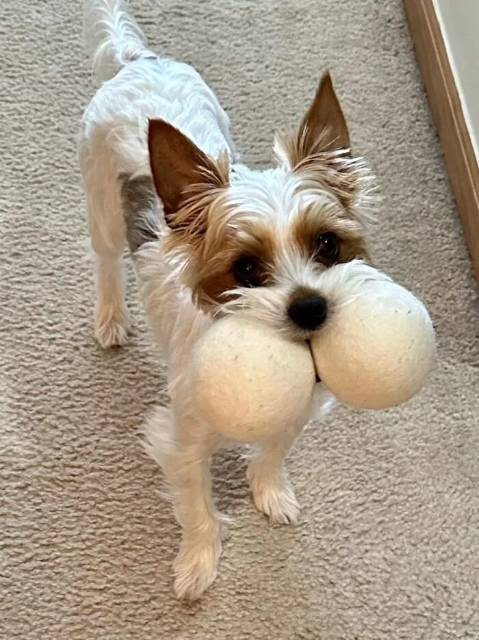 Dryer Ball Thief