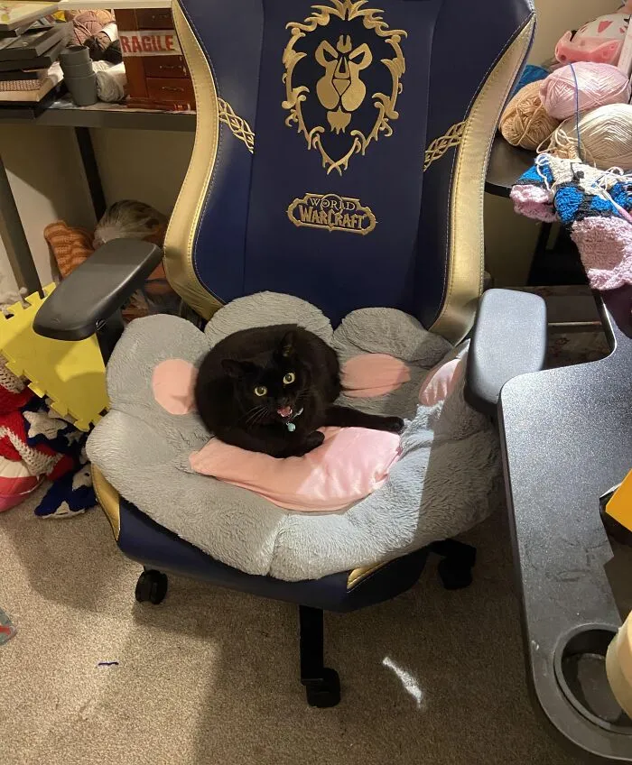 Black cat sitting on a gaming chair with a plush cushion, surrounded by yarn and craft supplies, showing adorable animal thief behavior.