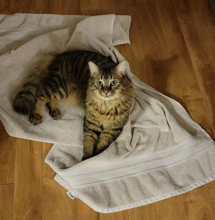 Tabby cat lying on a towel on wooden floor, showcasing adorable animals being thieves in a cozy setting.