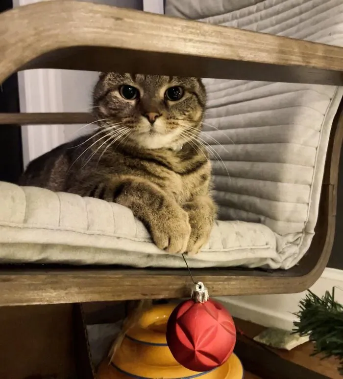 Tabby cat lying on a cushion, gently holding a red Christmas ornament, showcasing adorable animals being thieves.