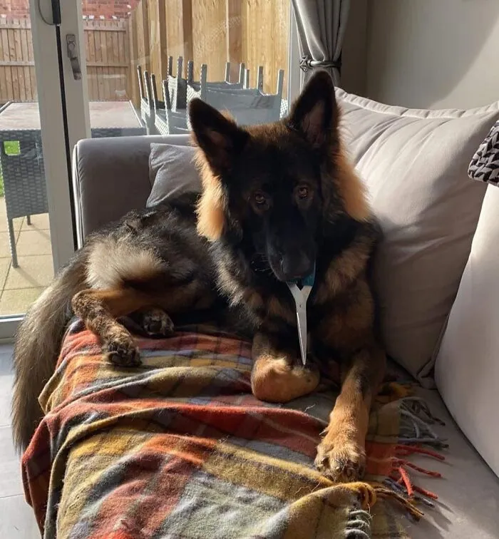 German shepherd on a couch holding scissors in its mouth, one of the adorable animals being thieves caught in action.