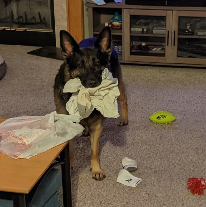 German Shepherd indoors carrying a stolen shirt in mouth, surrounded by scattered items with adorable animals being thieves.