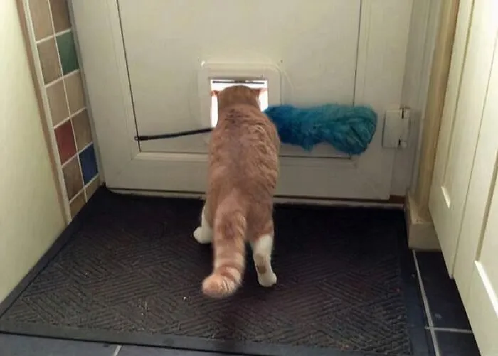 My Cat Keeps Trying To Steal The Feather Duster, Luckily He Never Gets Far
