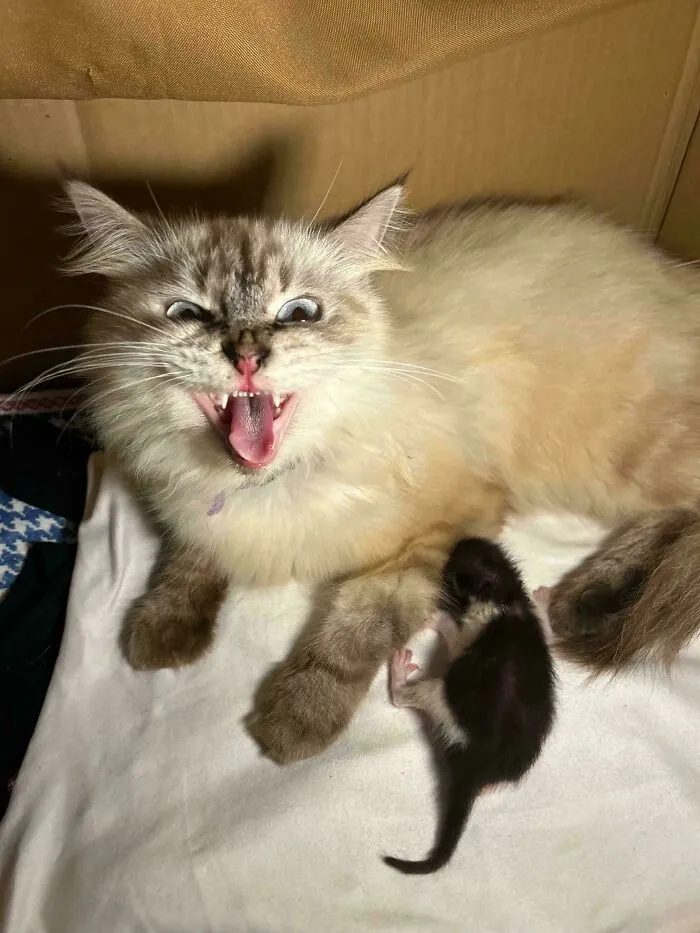 Meowing fluffy cat lying next to tiny newborn kitten